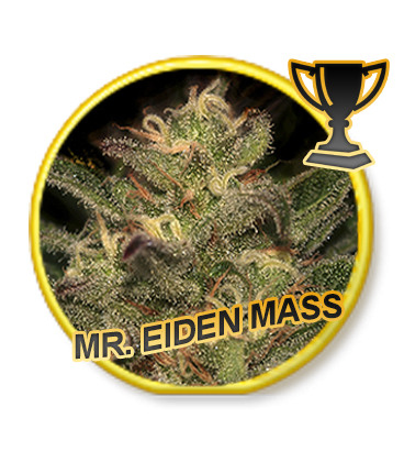 Mr. Eiden Mass