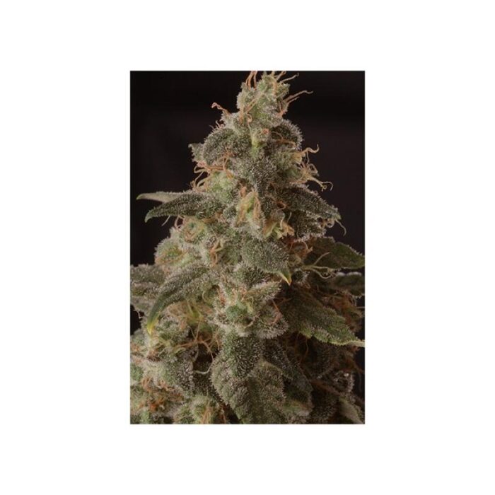 Full Moon CBD