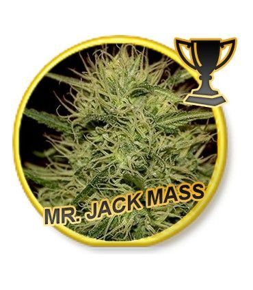 Mr. Jack Mass