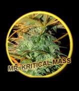 Mr. Kritical Mass