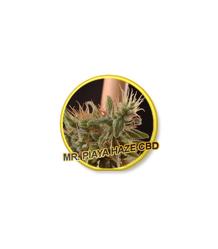 Mr. Piaya Haze Cbd