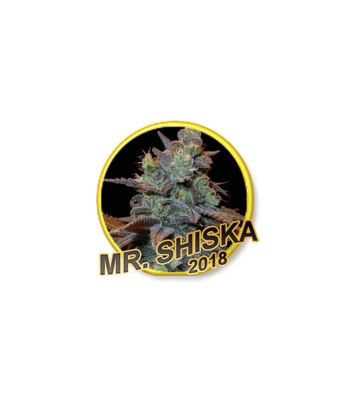 Mr. Shiska