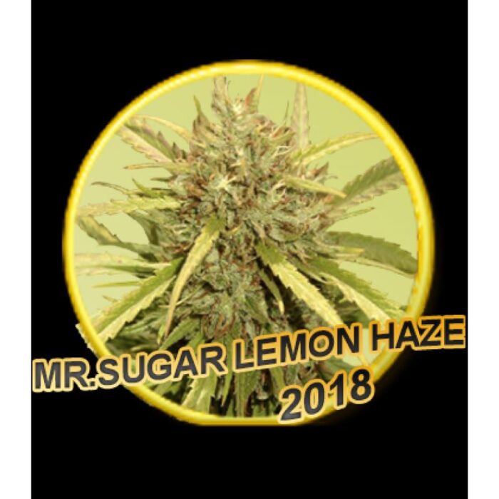 Mr. Sugar Lemon Haze