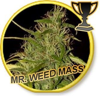 Mr. Weed Mass