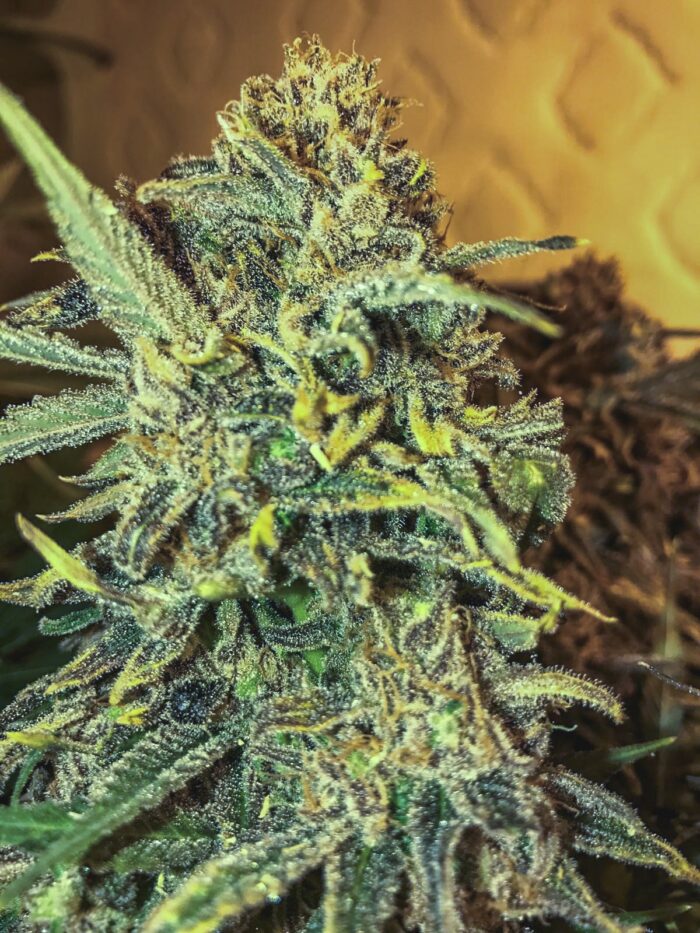 Tani Jack Herer #38
