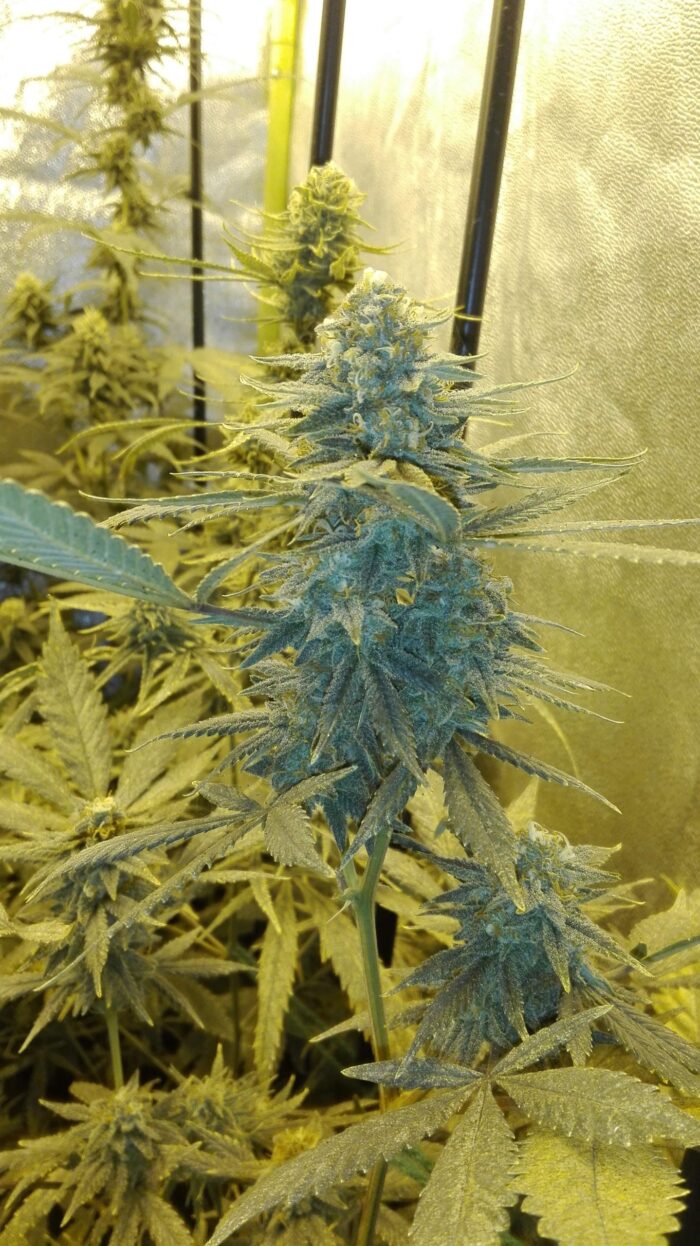 Tani Afghan Kush #21