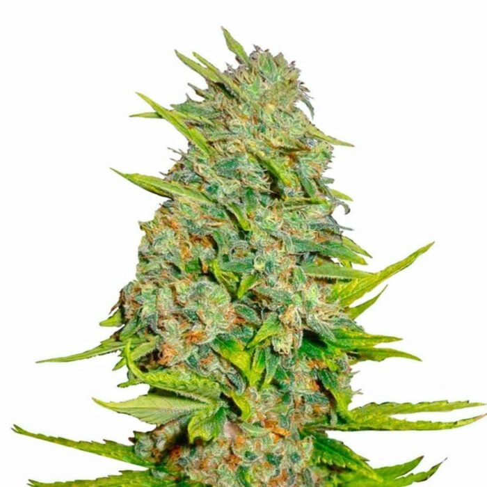 Tani AK 47 Auto #100