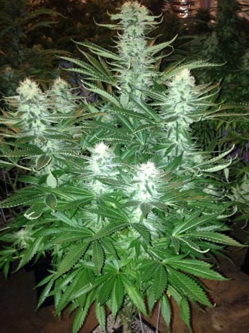 Tania Amnesia Lemon #61