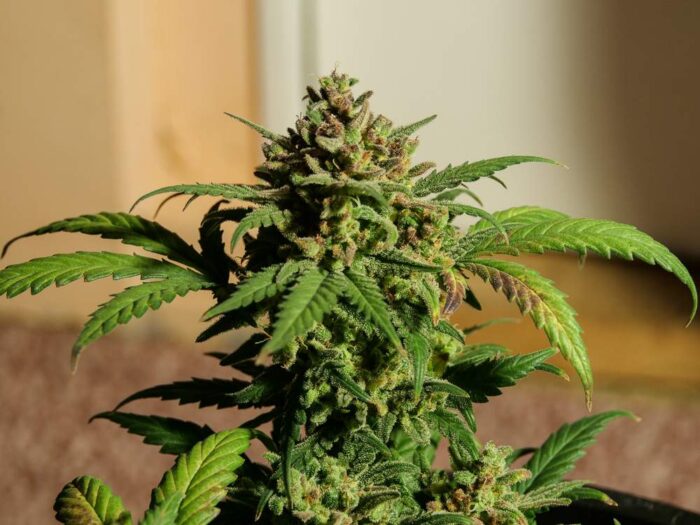 Tania Amnesia Auto #20