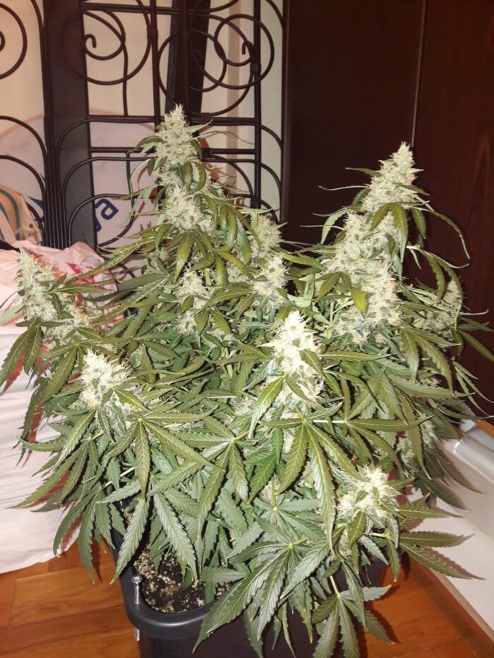 Tani Mazar Auto #14
