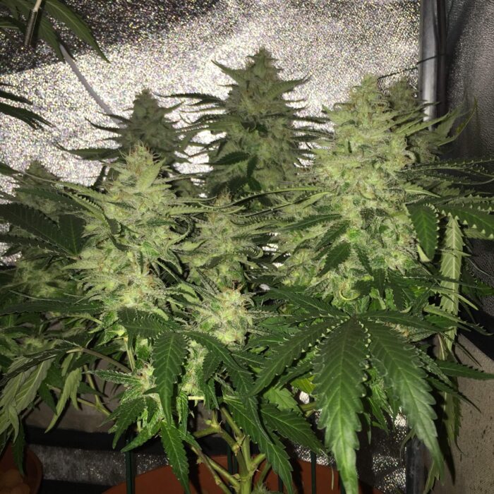Tani Big Bud #23