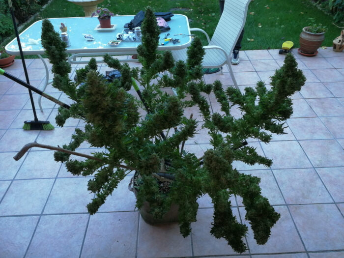 Tania Black Domina #63