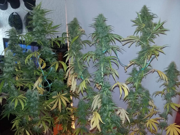 Tani Blue Dream #24