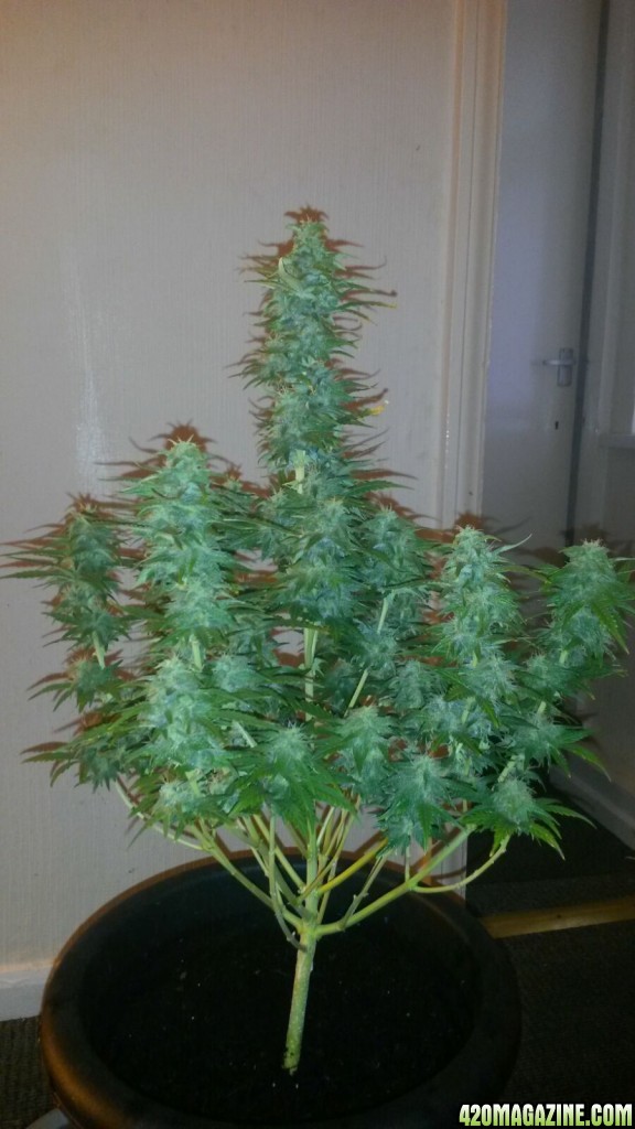 Tani Blueberry Auto #2