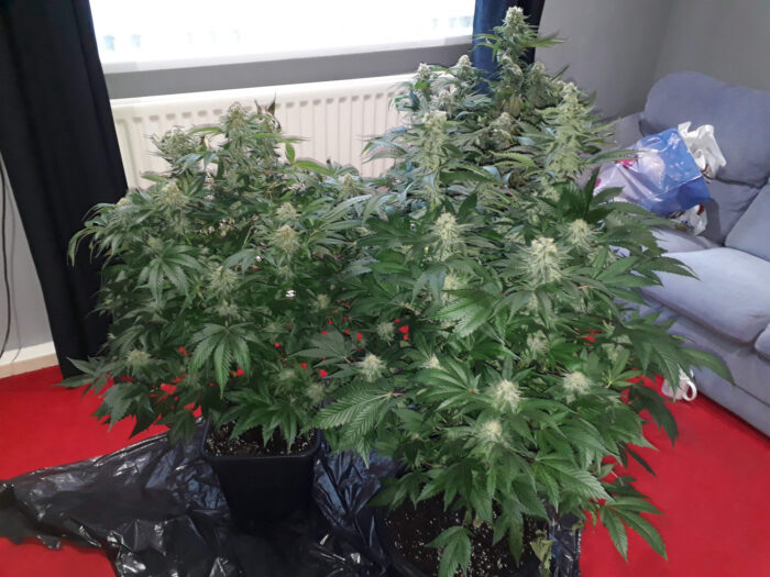 Tani Bubba Kush #26