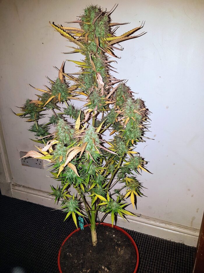 Tani Cream Caramel Auto #4
