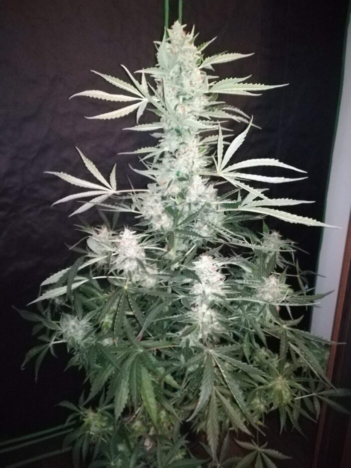 Tani Critical Auto #5
