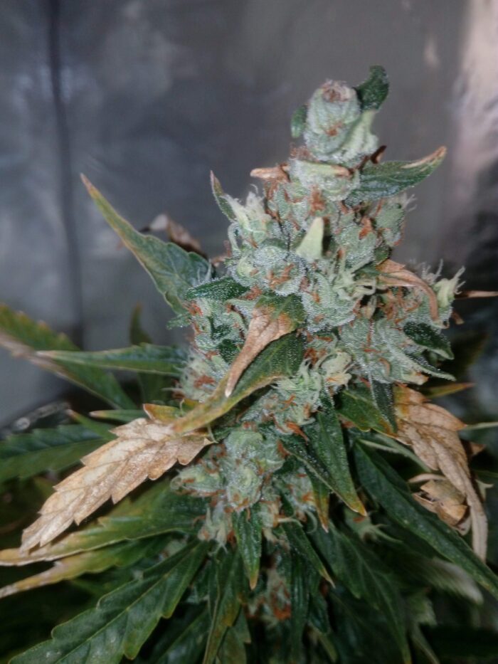 Tani Critical Haze #31