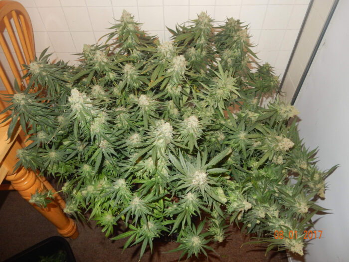 Tani Critical Kush #33