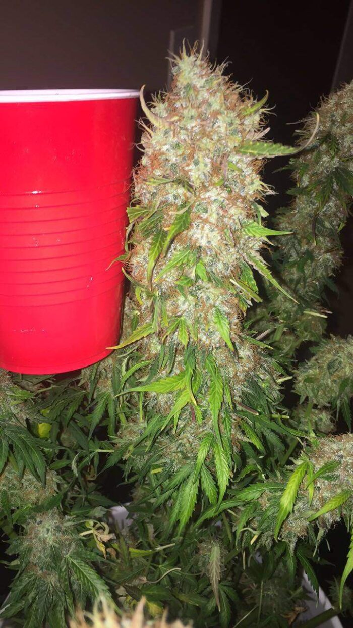 Tani Diesel Auto #6