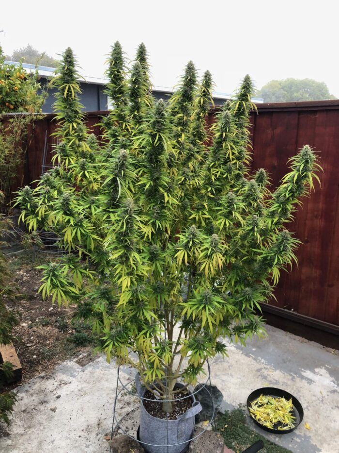 Tani Durban Poison #70