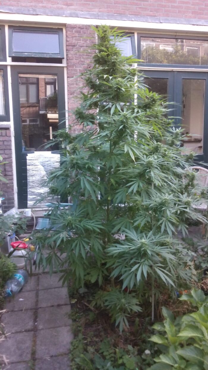 Tania Easy Sativa #64