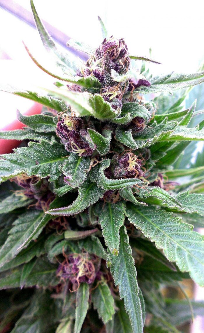 Tani Frisian Dew #68