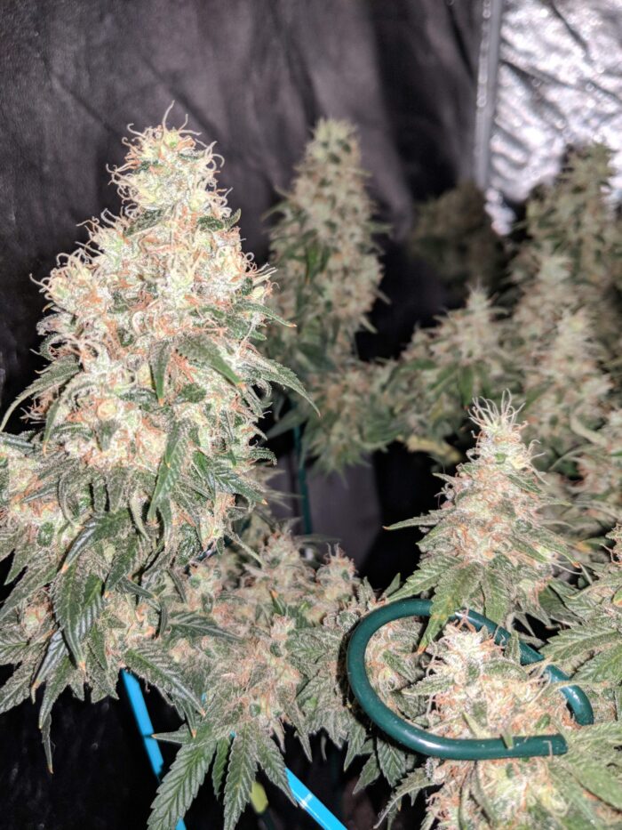 Tani G13 Haze #34