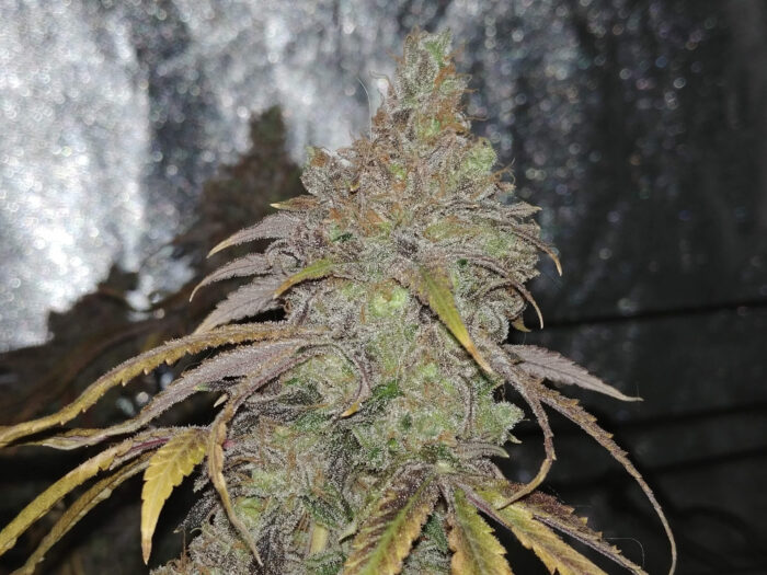 Tani Green Crack #36