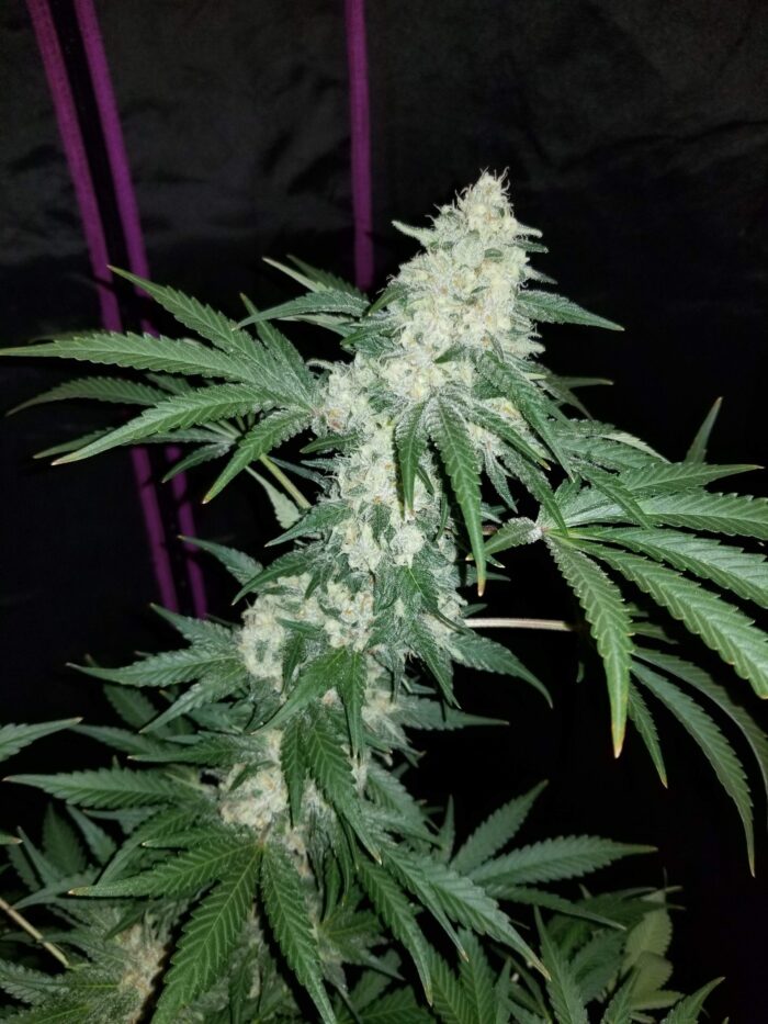 Tani Hash Plant #37