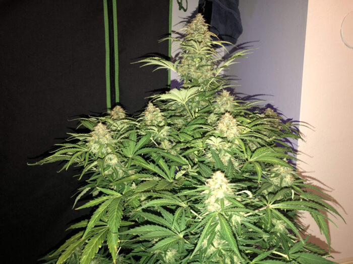Tani Haze Auto #9