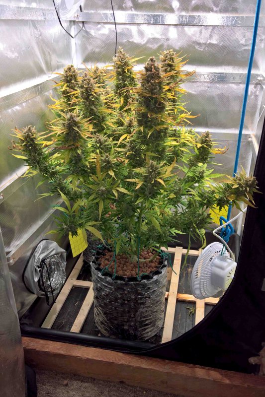 Tani Jack Herer Auto #10