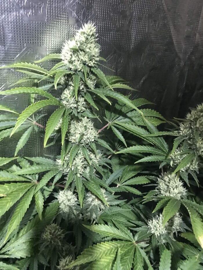 Tani Jamaican Dream #39