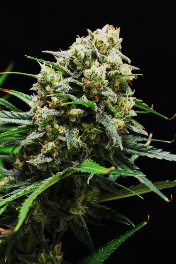 Tani Kush Auto #11