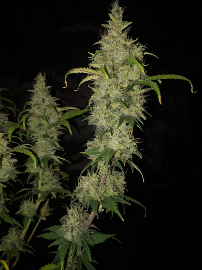 Tani Lemon Haze #40