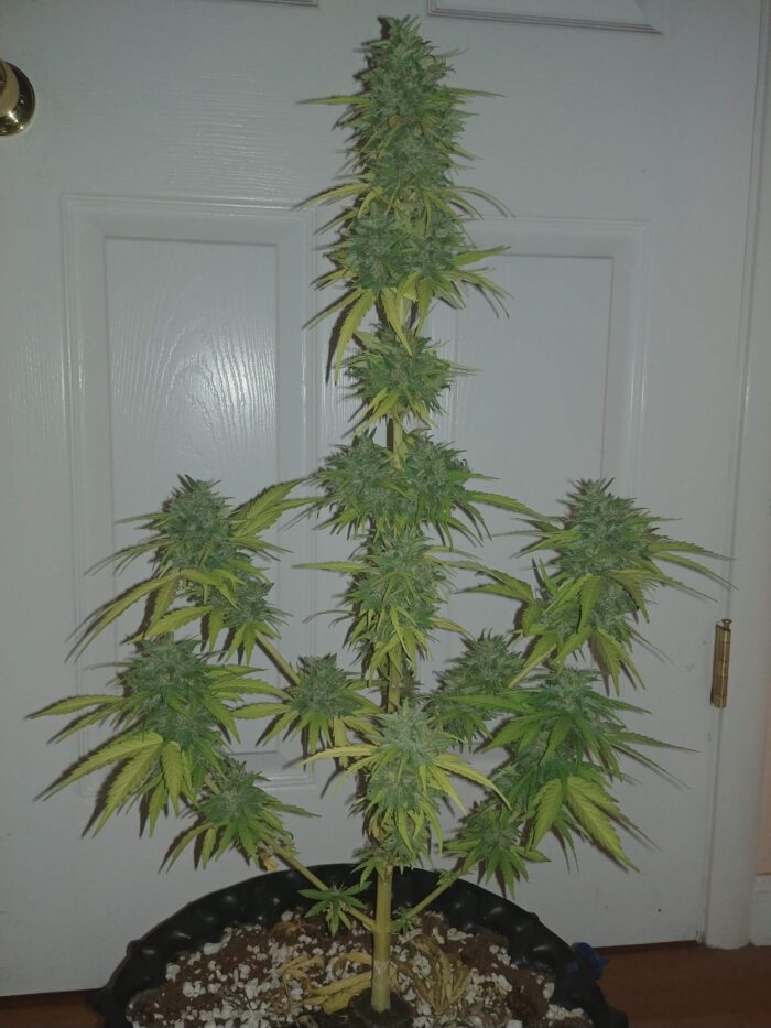 Tani Lemon Haze Auto #12