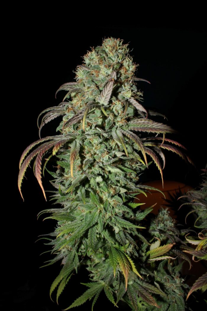 Tani Liberty Haze #41