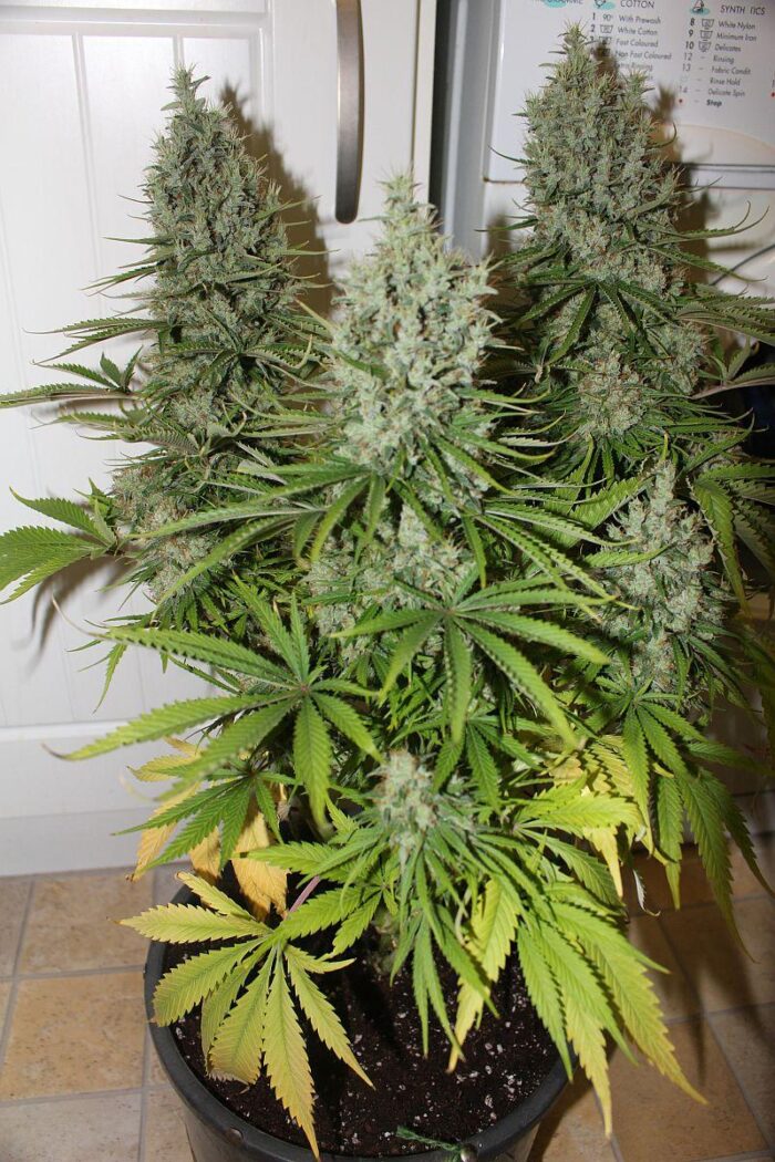 Tani Mango Haze #42