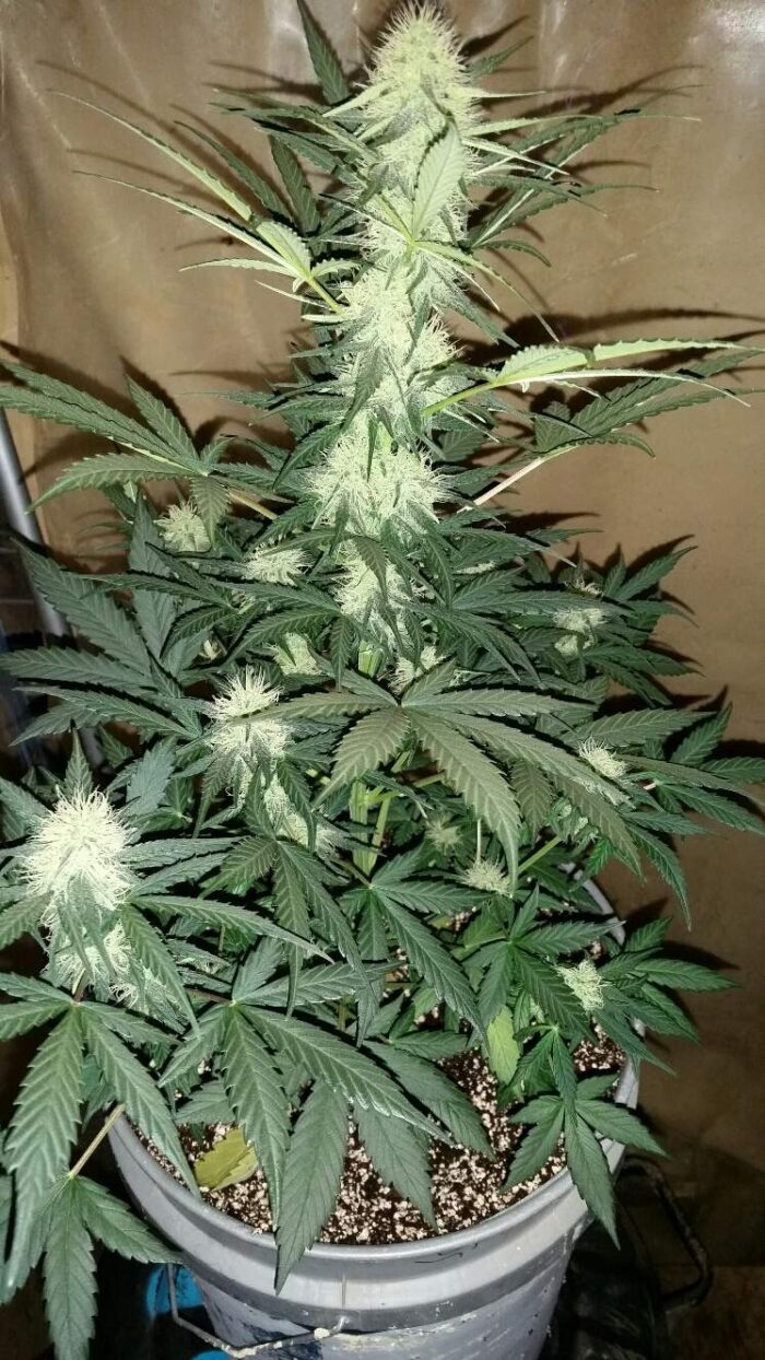 Tani Moby Dick Auto #15