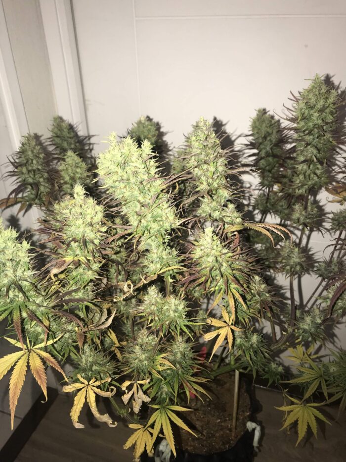 Tani Moby Dick #44