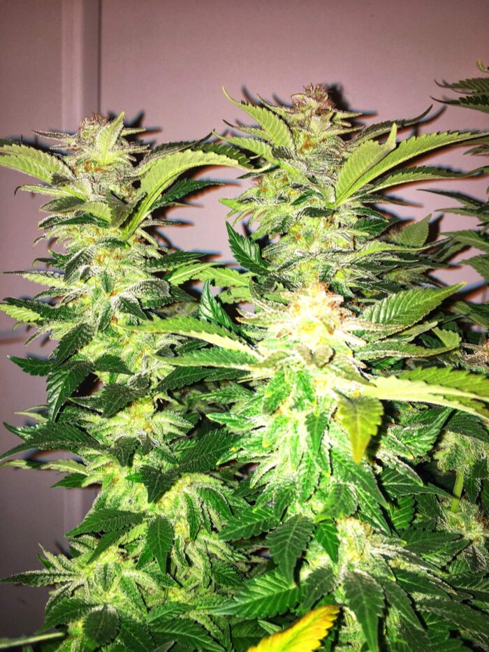 Tani Northern Lights #46
