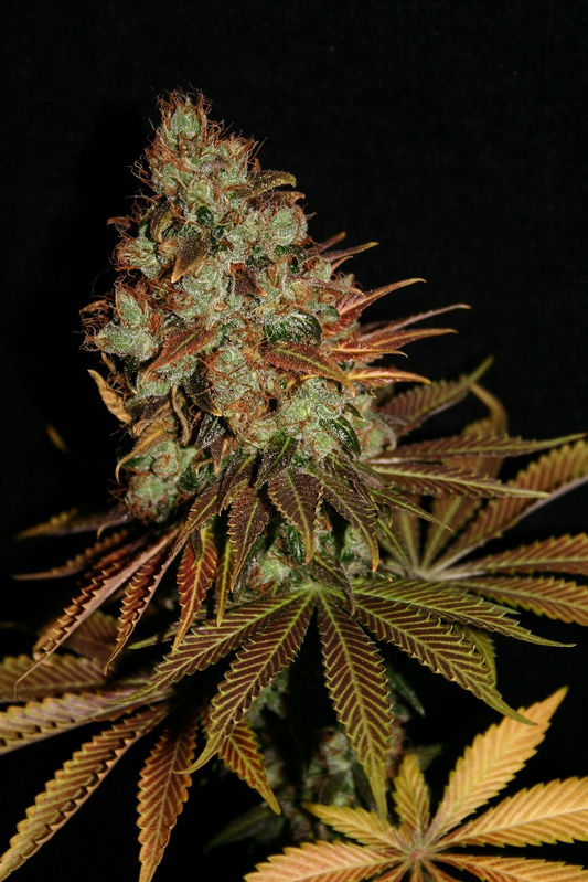 Tani NYC Diesel #47