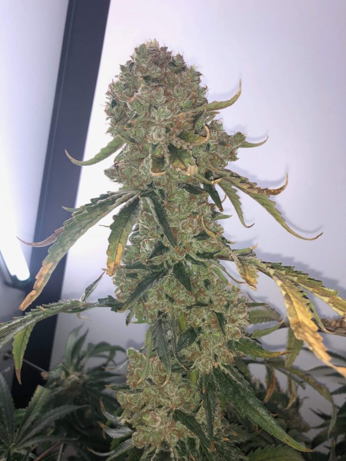 Tani OG Kush #48