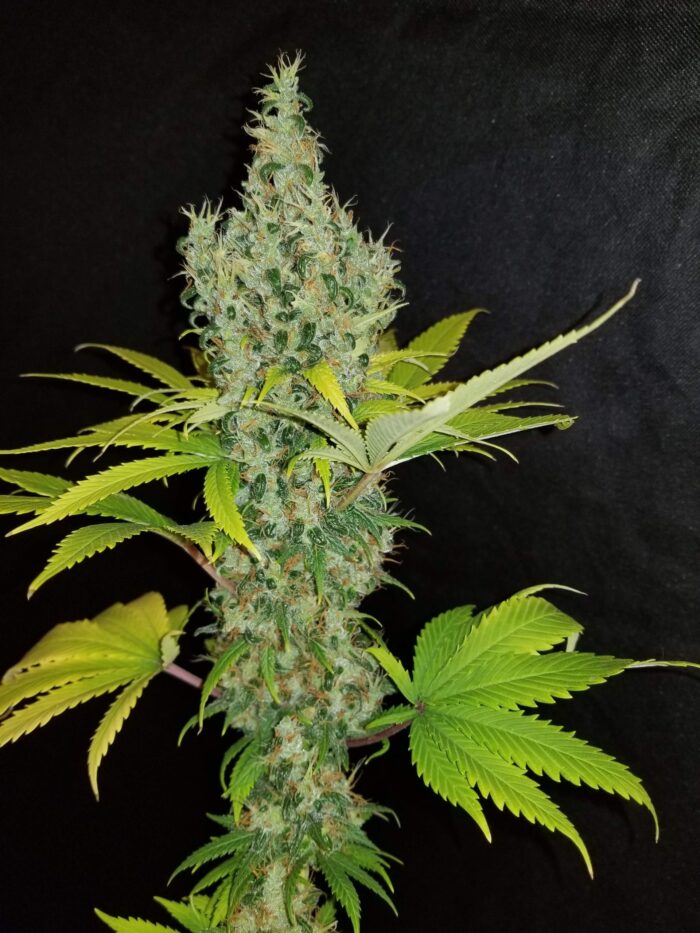 Tani Orange Bud #49