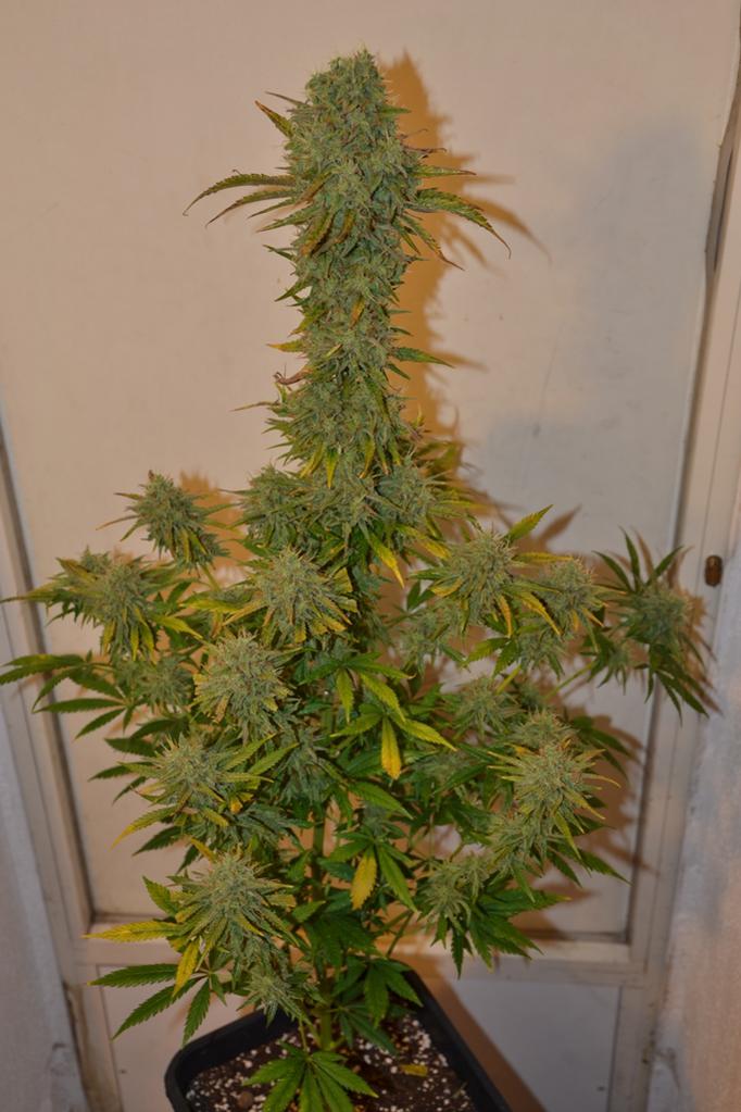 Tania Amnesia Original #62