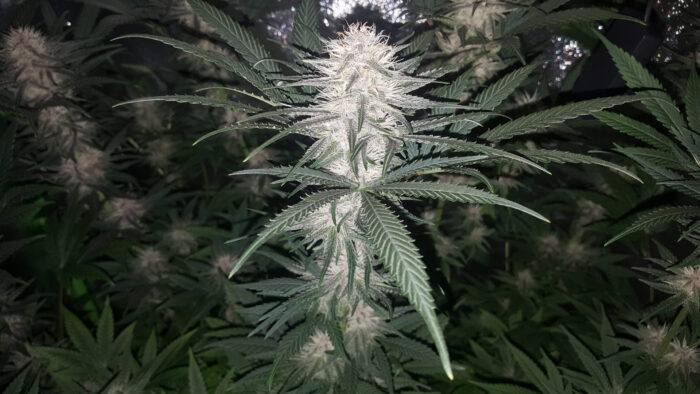 Tani Purple Haze #52