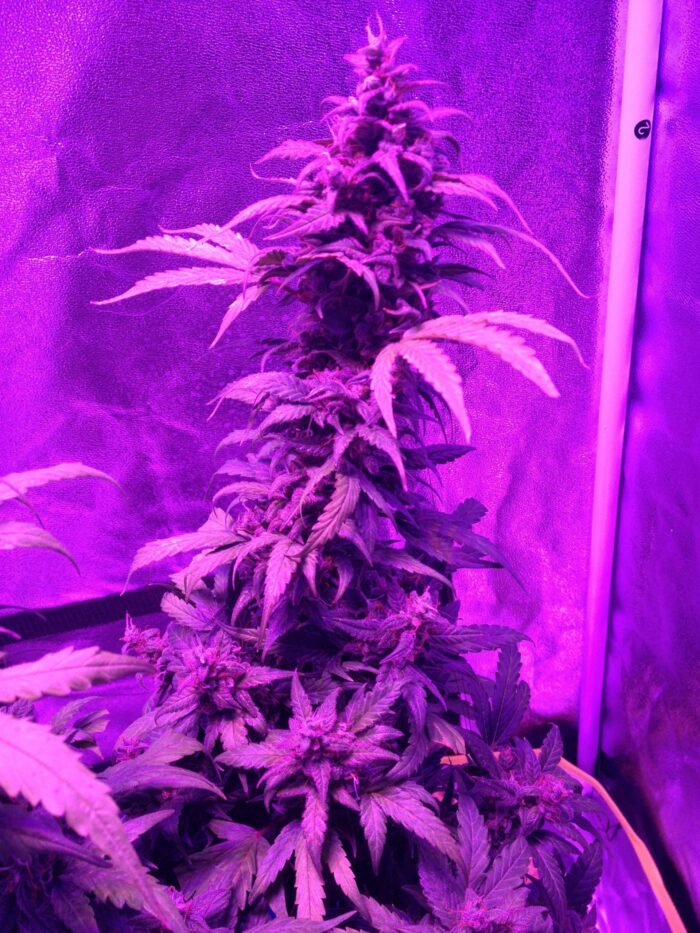 Tani Purple Haze Auto #17