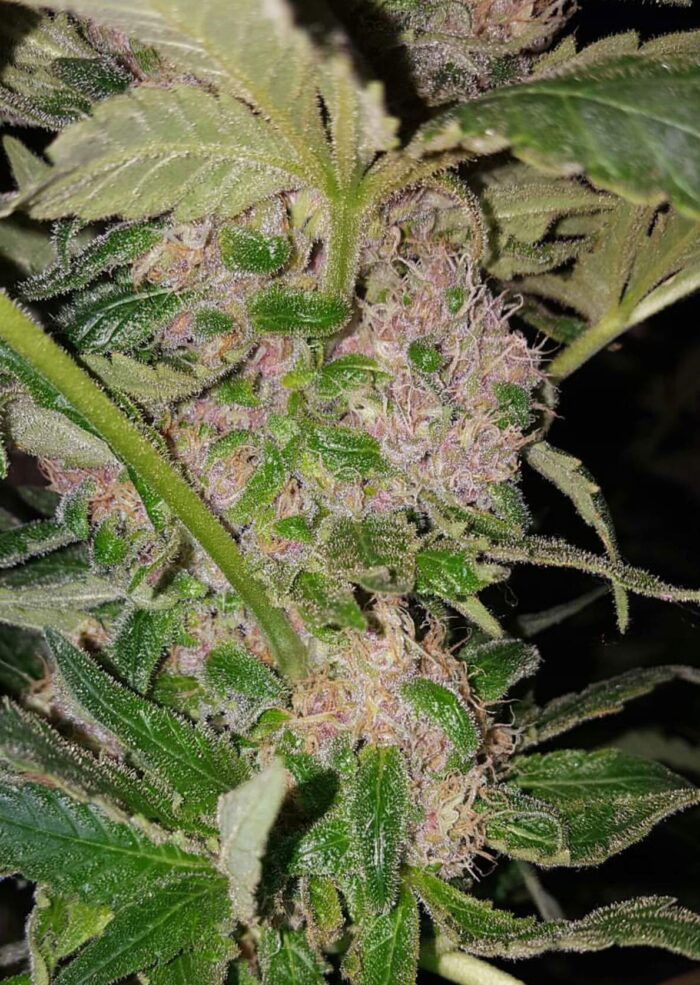 Tani Purple Kush #53