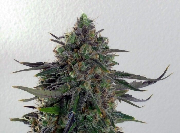 Tani Shiskaberry #54