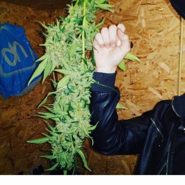 Tani Skunk #1